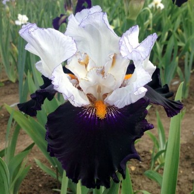 DOMINO NOIR(Richard Cayeux, R. 2012)